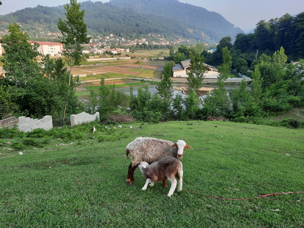 خانه نقی درسریال پایتخت ۳