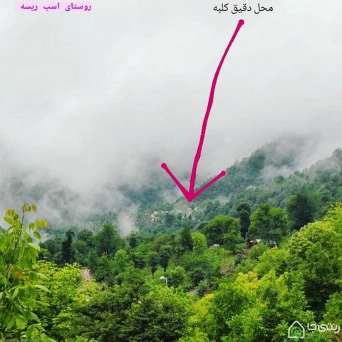 کلبه جنگلی  اسب ریسه ماسال 