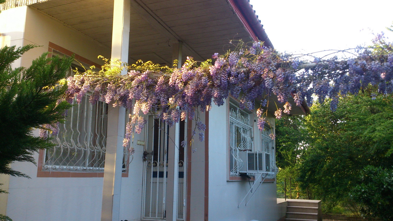 ویلا باغ سرسبز در لنگرود