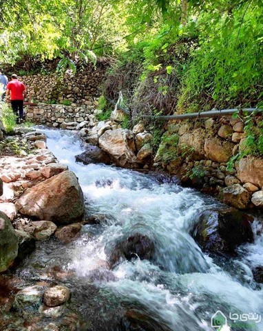 واحد دربست رز سفید در پاوه اورامانات