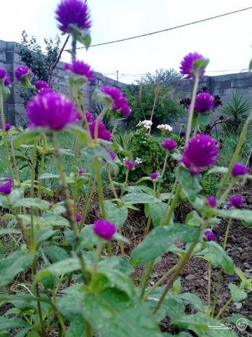 ویلا دو خوابه جنگلی 