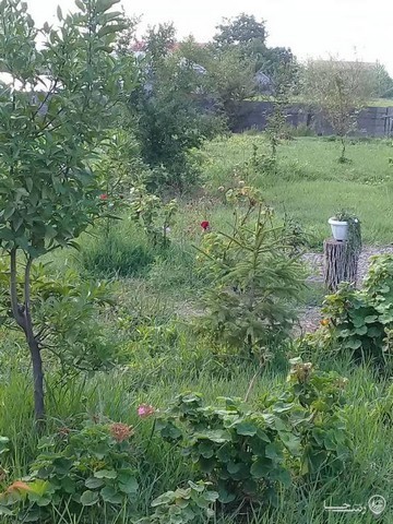 ویلا دو خوابه جنگلی 