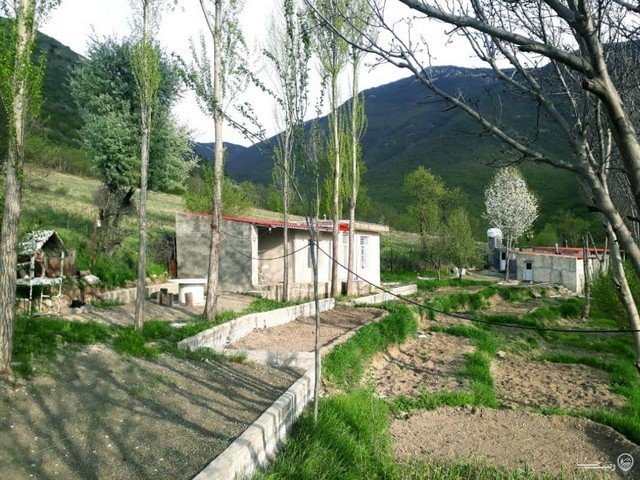 سوئیت جنگلی 