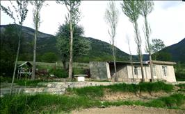 سوئیت جنگلی 