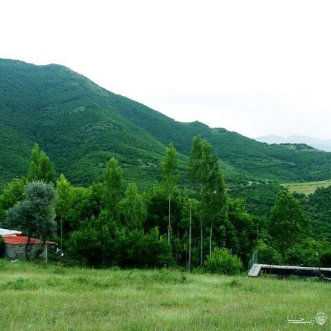 سوئیت جنگلی 