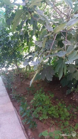 اجاره خانه در کاشان