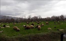 اجاره خانه سنتی در گلپایگان