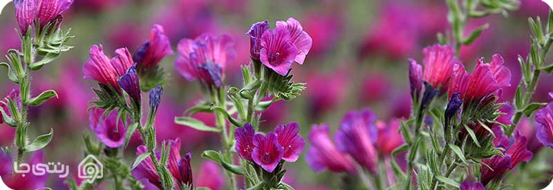 مراسم گل گاو زبان