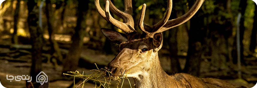 پناهگاه حیاط وحش سمسکنده