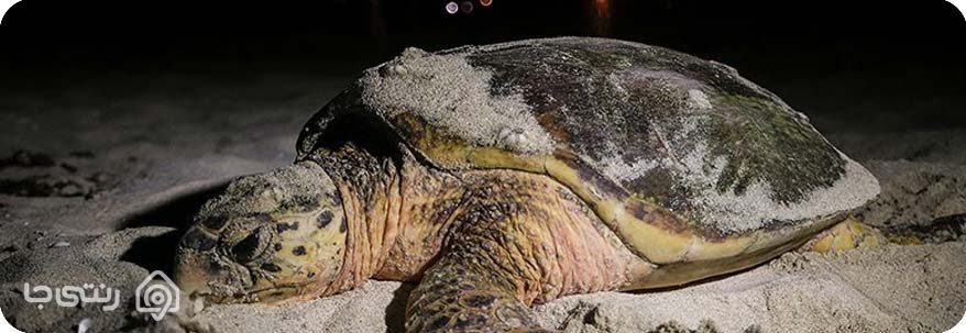 لاک پشت پوزه عقابی