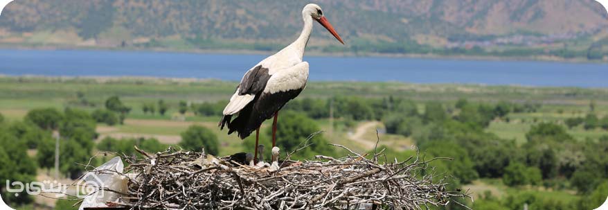 جاذبه های دریاچه زریوار