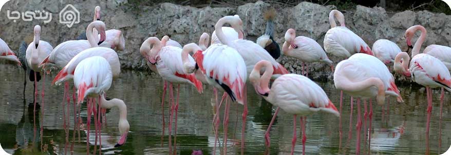 باغ پرندگان كيش