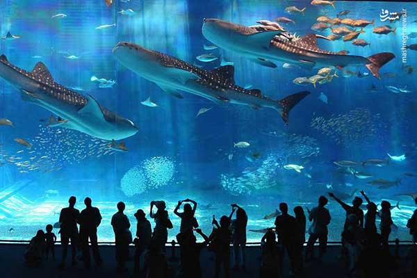 آکواریوم انزلی