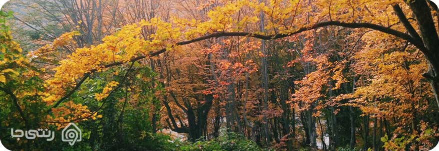 ناهارخوران