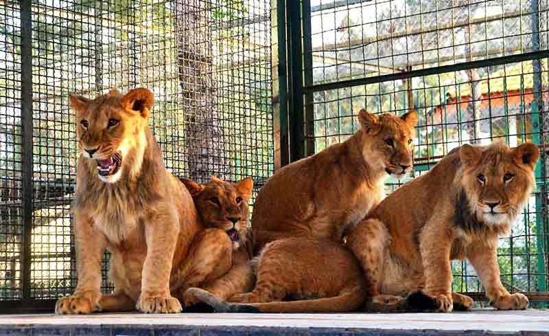 باغ وحش مشهد