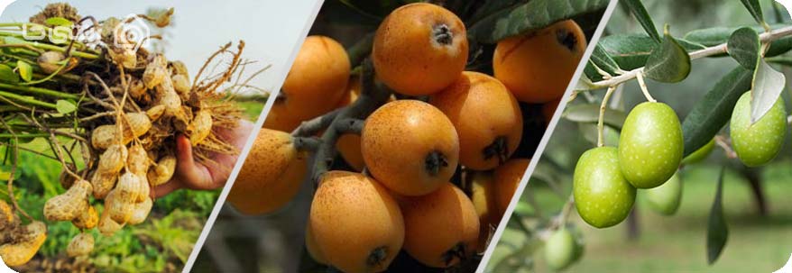 محصولات کشاورزی انزلی