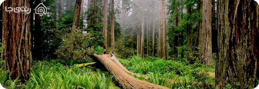 جنگل دالخانی