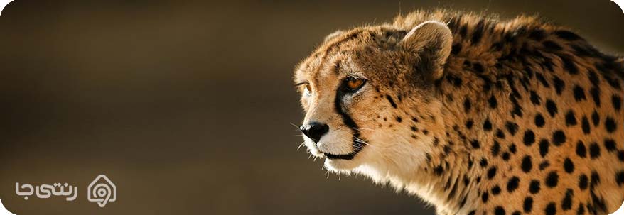 پلنگ ایرانی