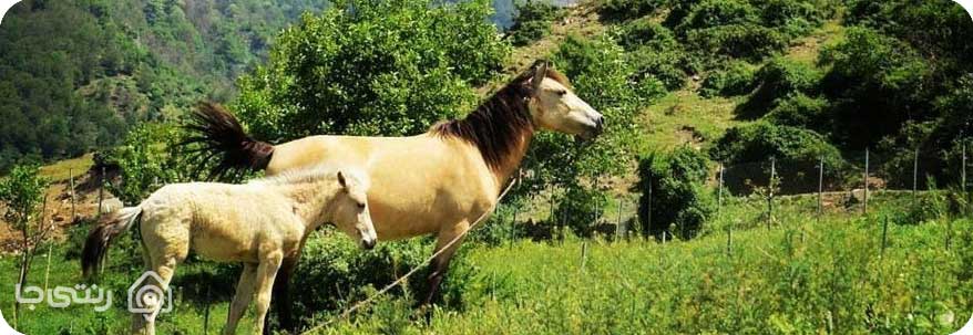 اسب سواری در برنجستانک