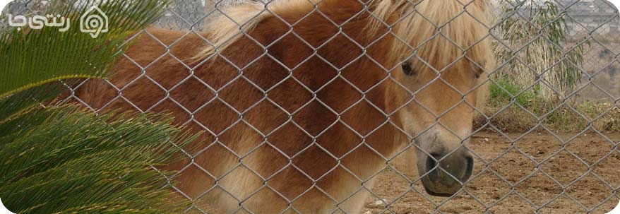 اسب سواری در باغ وحش صفادشت