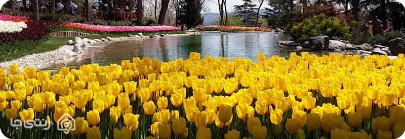 جشنوار گل لاله گچسر