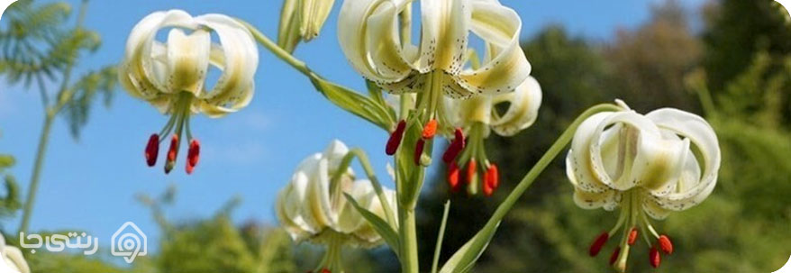 روستای داماش