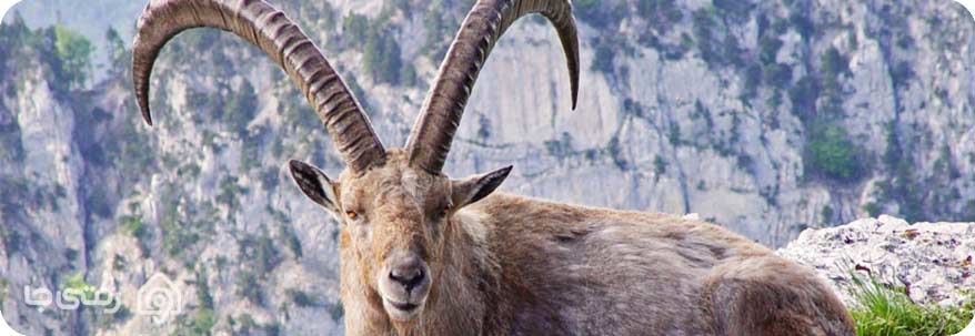 بز کوهی پیرنئن