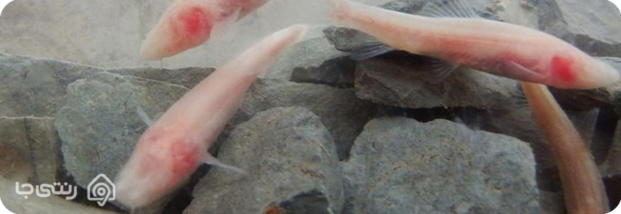 غار ماهی کور