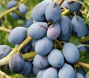 سوغات و صنایع دستی لواسان