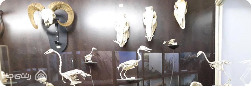 موزه تاریخ طبیعی موزه تاریخ طبیعی