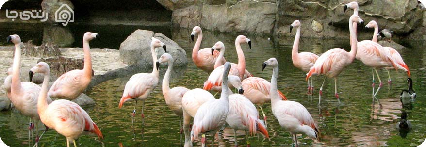 پرندگان باغ وحش صفا دشت