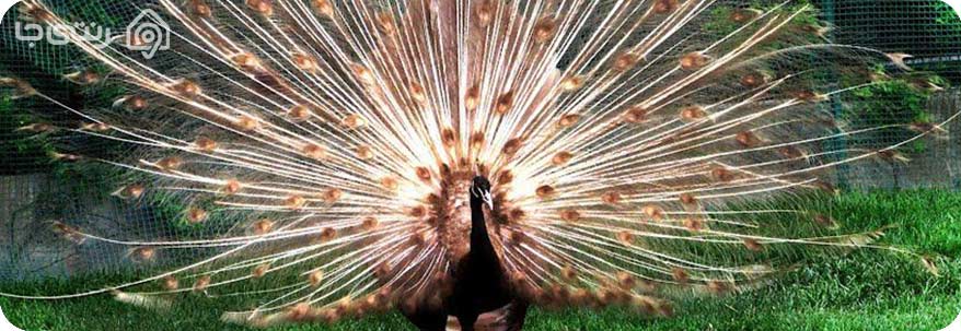 باغ پرندگان کیش