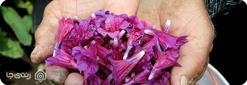 مراسم گل گاو زبان گیلان