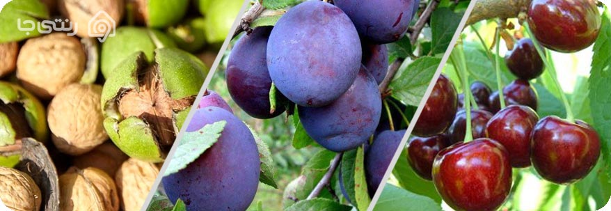 سوغات لواسان 