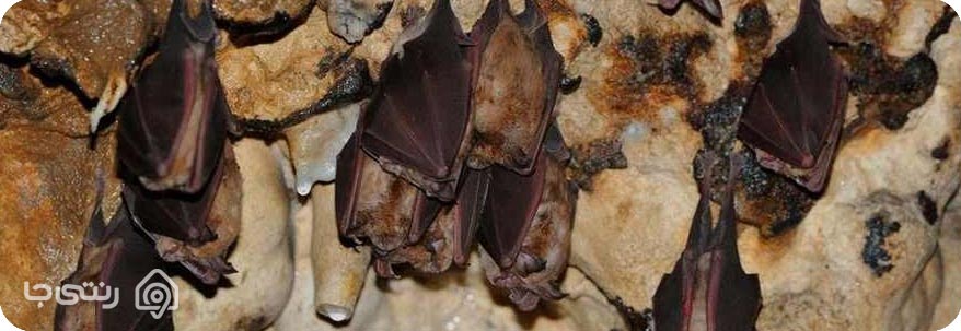 غار خفاش دهلران