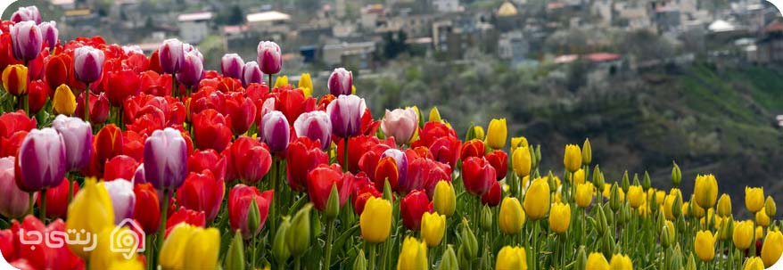 باغ لاله های گچسر
