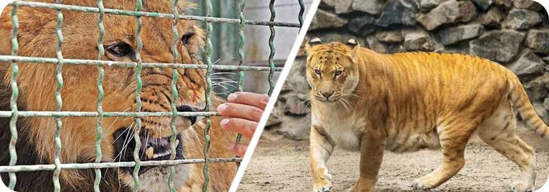 بزرگترین باغ وحش کشور