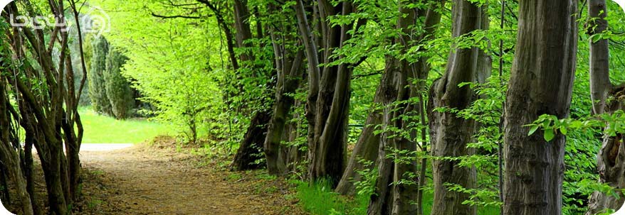   پارک جنگلی هلودشت