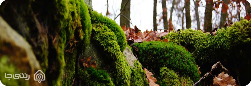 زیباترین جنگل ها در فصل پاییز