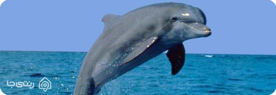 جزیره هنگام