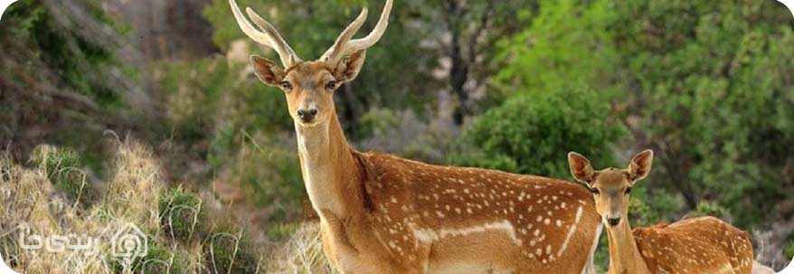 گوزن زرد ایرانی