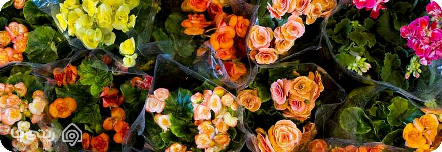 گل های زینتی محلات گل های زینتی محلات