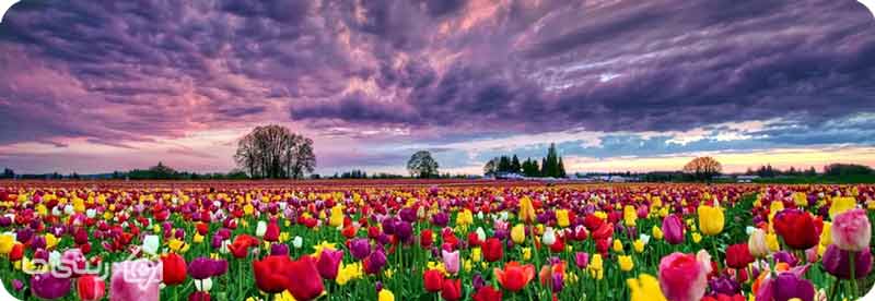 جشنواره گل لاله گچسر