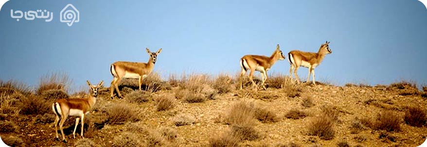 منطقه حفاظت شده قمیشلو