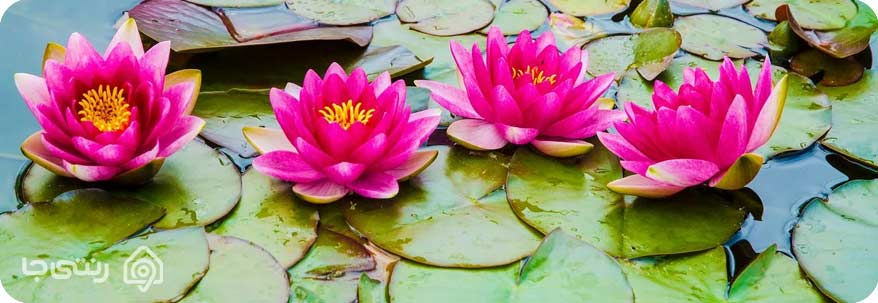 پارک نیلوفر آبی