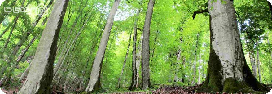 جنگل جهان نما