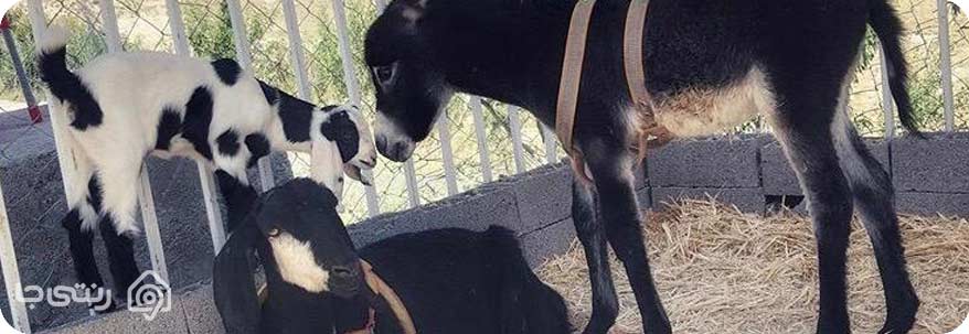 تفریحات در مزرعه خورشید