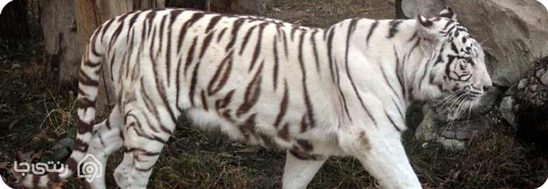 باغ وحش ارم