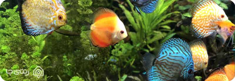 آکواریوم اصفهان