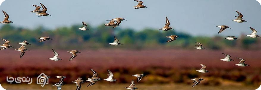 تالاب میانکاله